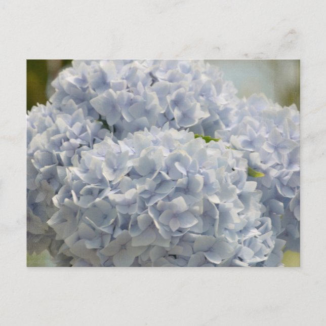 Blue Hydrangeas Postcard (Front)