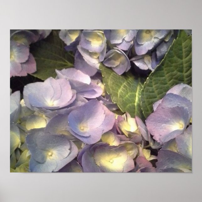 Blue Hydrangeas Poster (Front)
