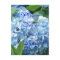 Blue Hydrangeas Save our date postcard- customise