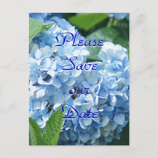Blue Hydrangeas Save our date postcard- customise Invitation Postcard (Front)