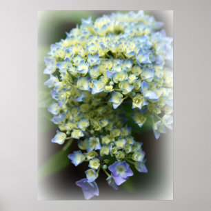 Blue Hydrengea Poster