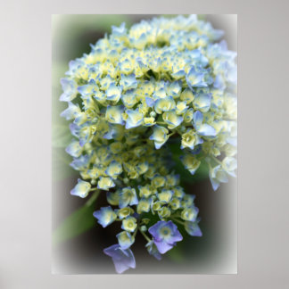 Blue Hydrengea Poster