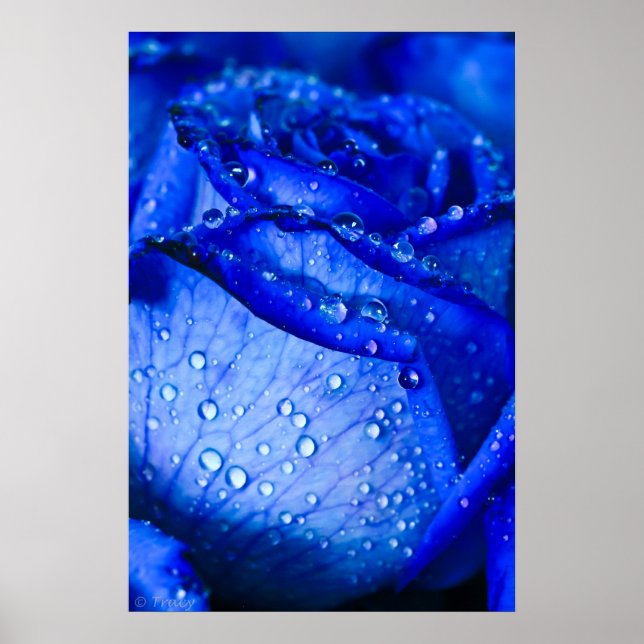 Blue Ice Rose Poster (Front)