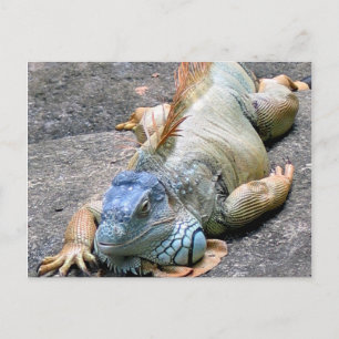 Blue Iguana Postcard