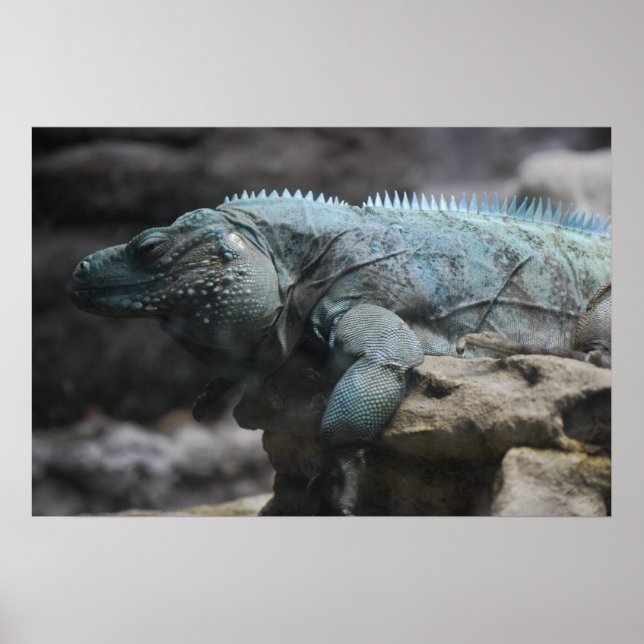 Blue Iguana Print (Front)