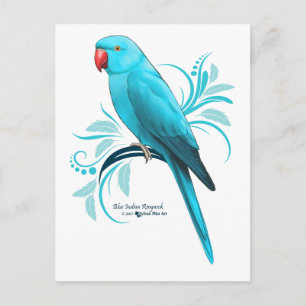 Blue Indian Ringneck Parrot Postcard