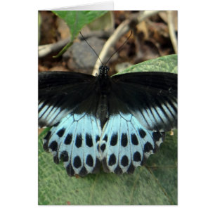 Blue Iridescent Mormon Butterfly