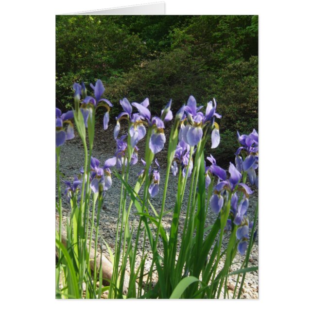 Blue Iris (Front)