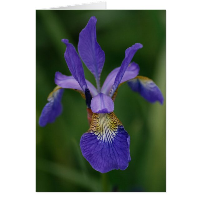 Blue iris (Front)
