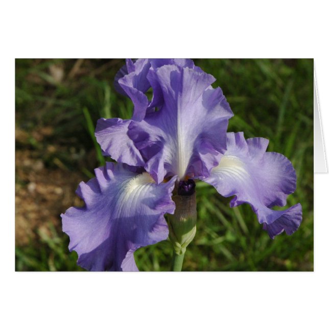 Blue Iris (Front Horizontal)