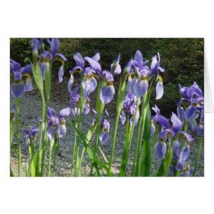 Blue Iris