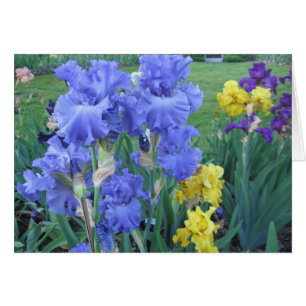 Blue Iris