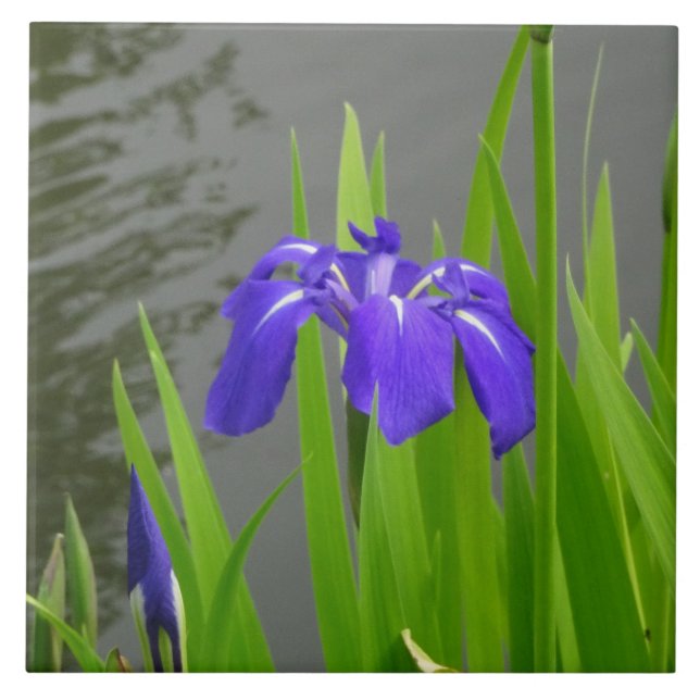 Blue Iris Ceramic Tile (Front)