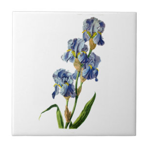 Blue Iris Drawn From Nature by Gerard van Spaendon Tile