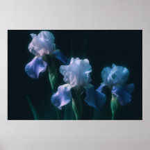Blue Iris Floral Wall Art Poster
