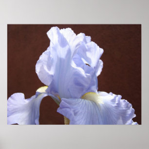 Blue Iris Flower Fine art Print Floral Irises