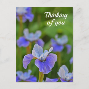 Blue Iris Flower Portrait Thinking of you Postcard