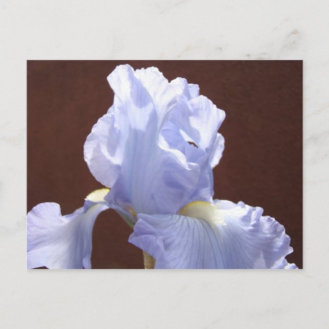 Blue Iris Flower postcards Irises Flowers Add Text (Front)