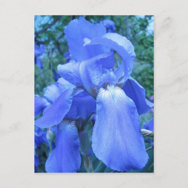 Blue Iris Postcard (Front)