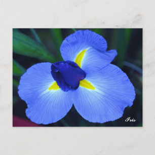 Blue Iris Postcard