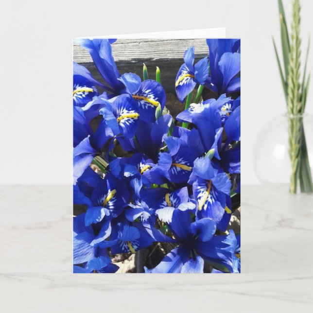 Blue Iris Reticulata (Netted Iris) Card (Front)