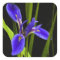 Blue Iris Sticker