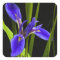 Blue Iris Sticker