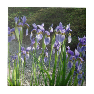 Blue Iris Tile