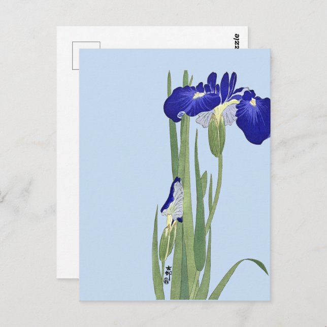 Blue Irises by Ohara Koson Postcard (Front/Back)