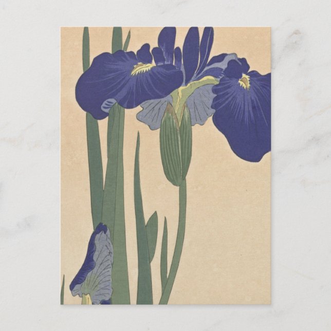 Blue Irises by Ohara Koson Postcard (Front)
