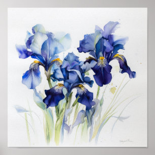 Blue Irises Flower Art Print Poster