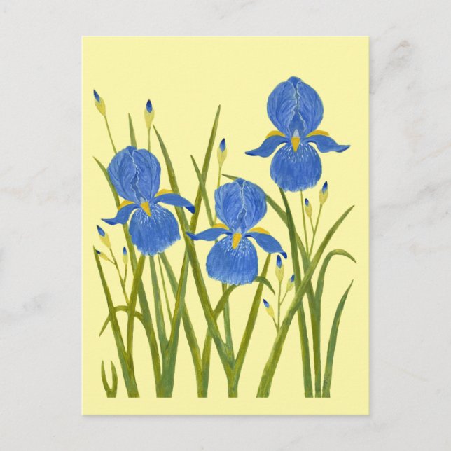 Blue Irises Yellow Postcard (Front)