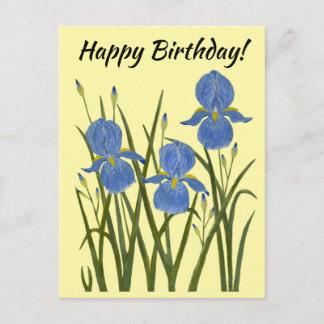 Blue Irises Yellow Postcard