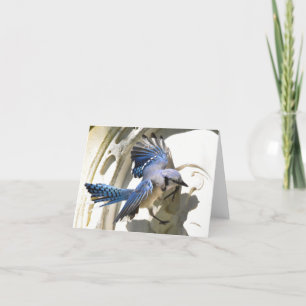 Blue Jay #3 - Blank Note Card