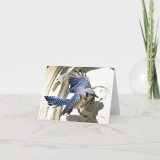 Blue Jay #3 - Blank Note Card
