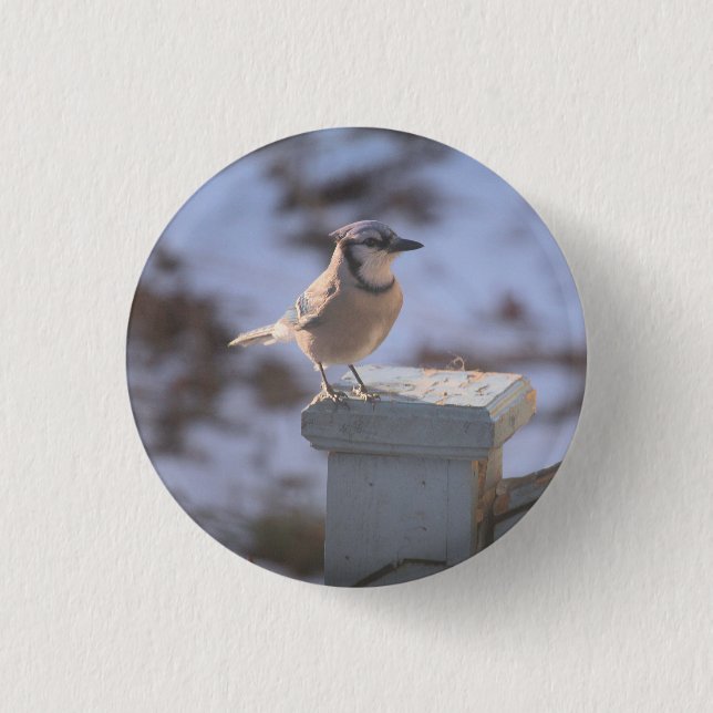 Blue Jay 3 Cm Round Badge (Front)