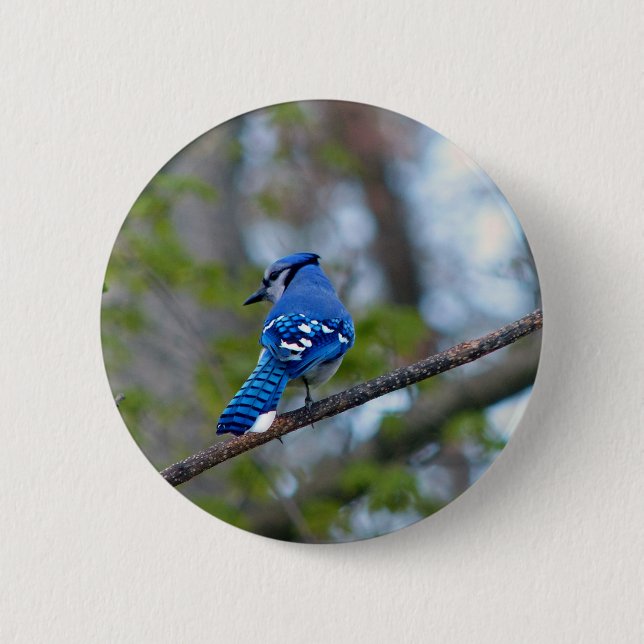 Blue Jay 6 Cm Round Badge (Front)