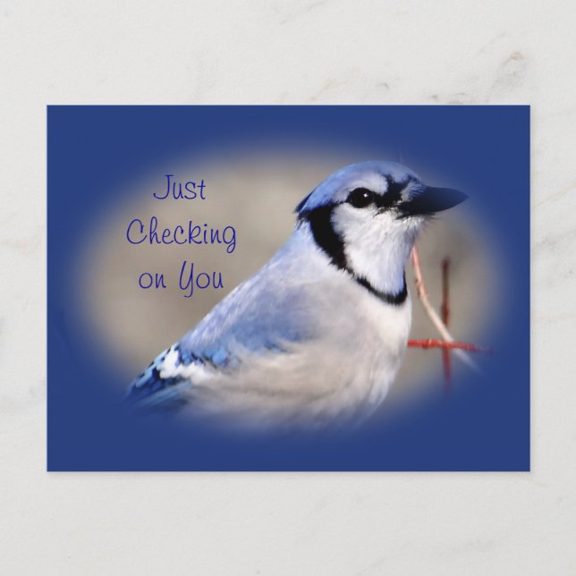 Blue Jay 8979- customize any occasion Postcard (Front)