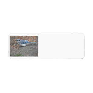 Blue Jay Address Labels