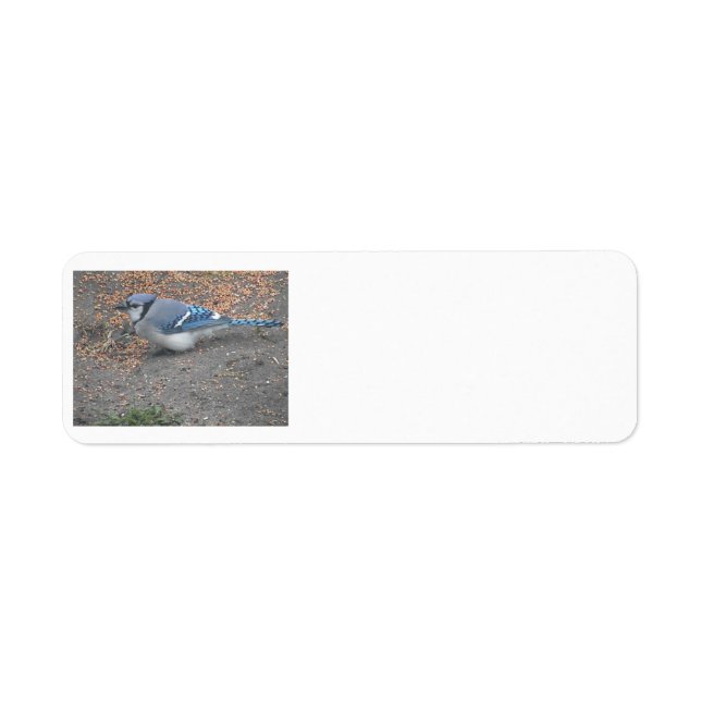 Blue Jay Address Labels (Front)