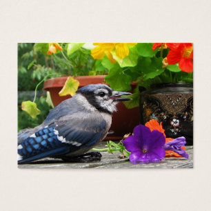 Blue Jay and Flowers ATC