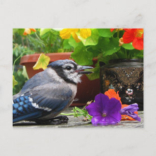 Blue Jay and Flowers Postcard