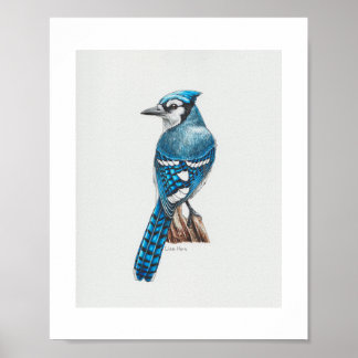 Blue Jay Art Print