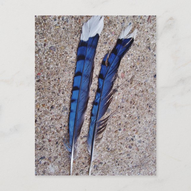 Blue Jay bird feathers Postcard (Front)