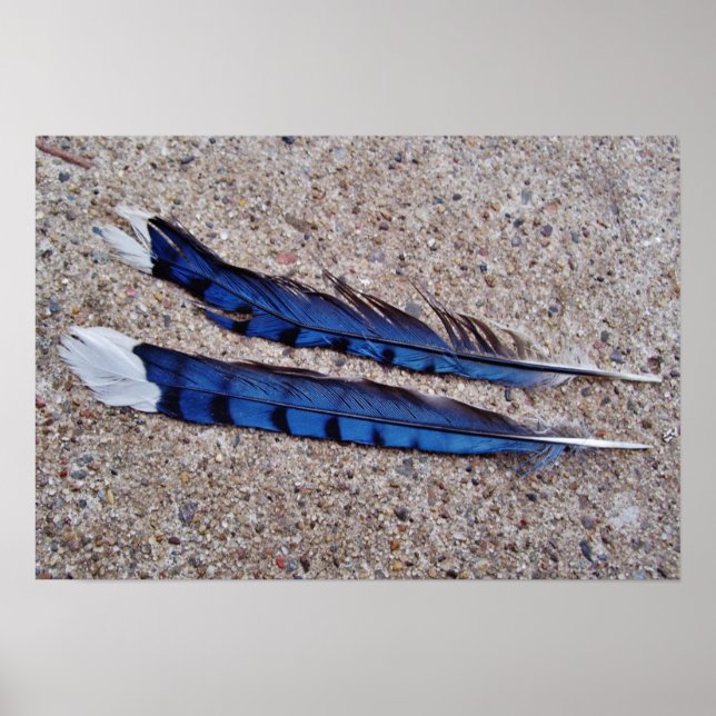 Blue Jay bird feathers Poster (Front)