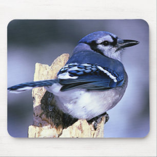 Blue Jay Bird Lovers Mouse Pad