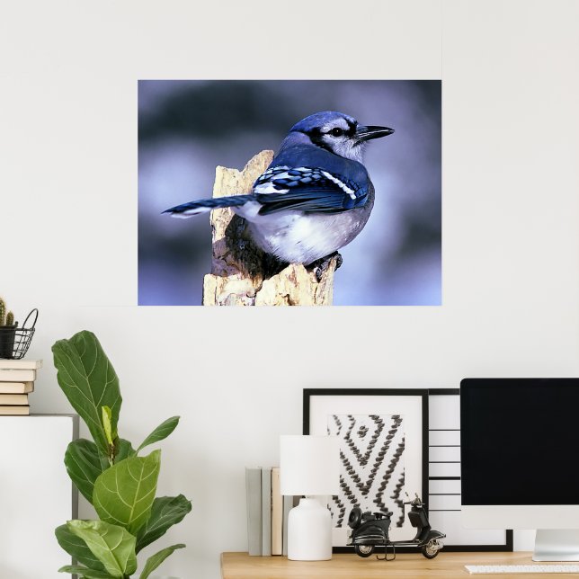 Blue Jay Bird Lovers Poster (Home Office)