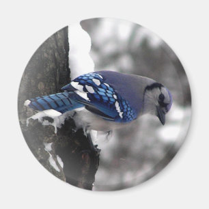 Blue Jay Bird Magnet