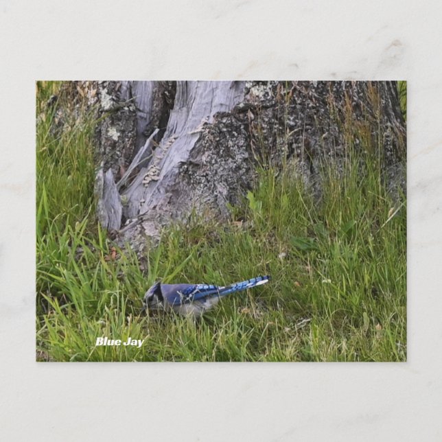 Blue Jay Bird Photo Postcard (Front)
