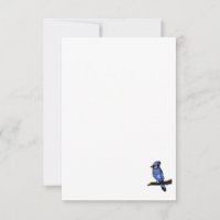 Blue Jay Bird